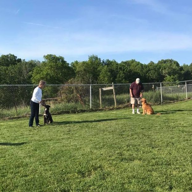 Dog Obedience Lessons in Athens, Ohio