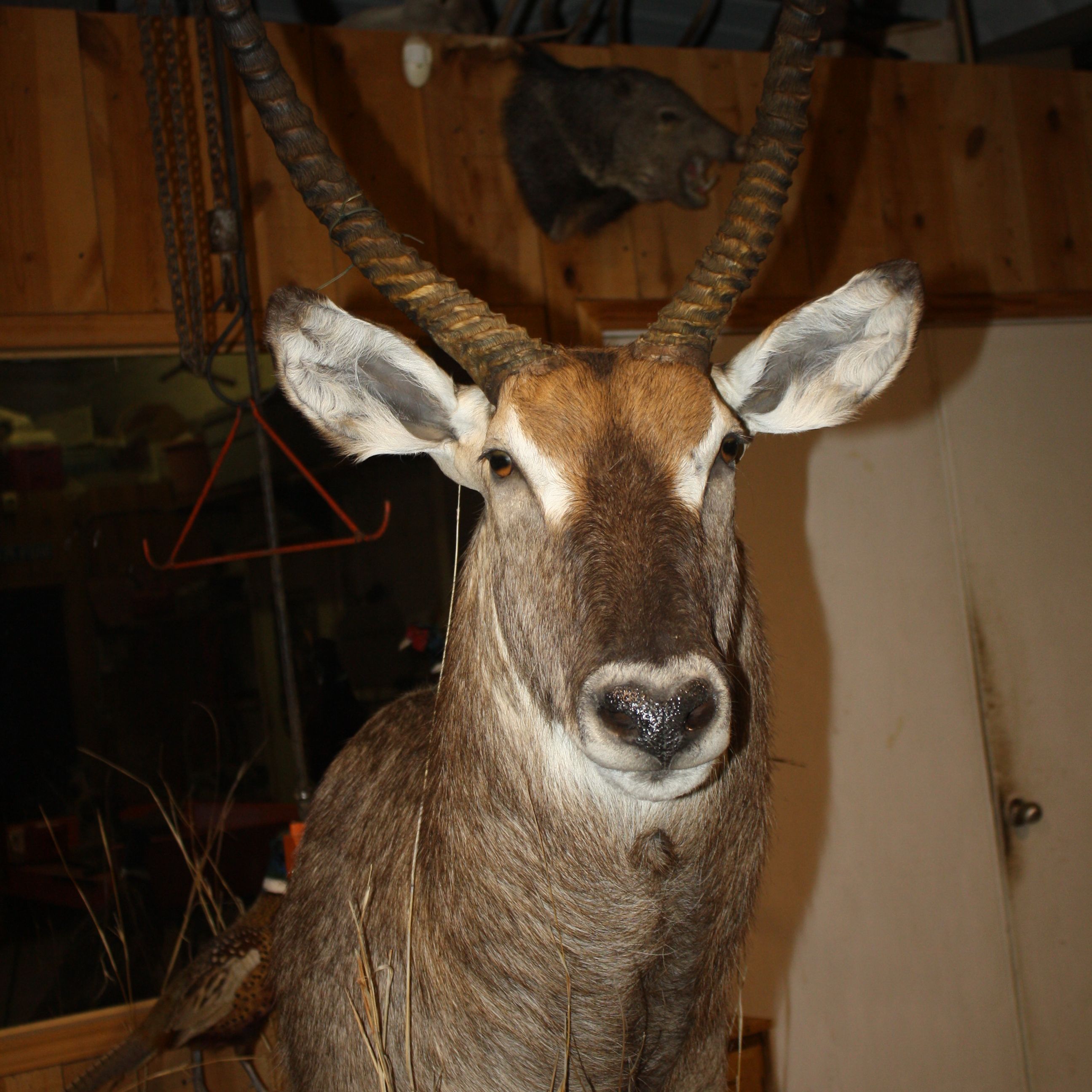 Elk in Wolfforth, Texas
