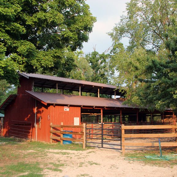 Horse Training in Black, Missouri