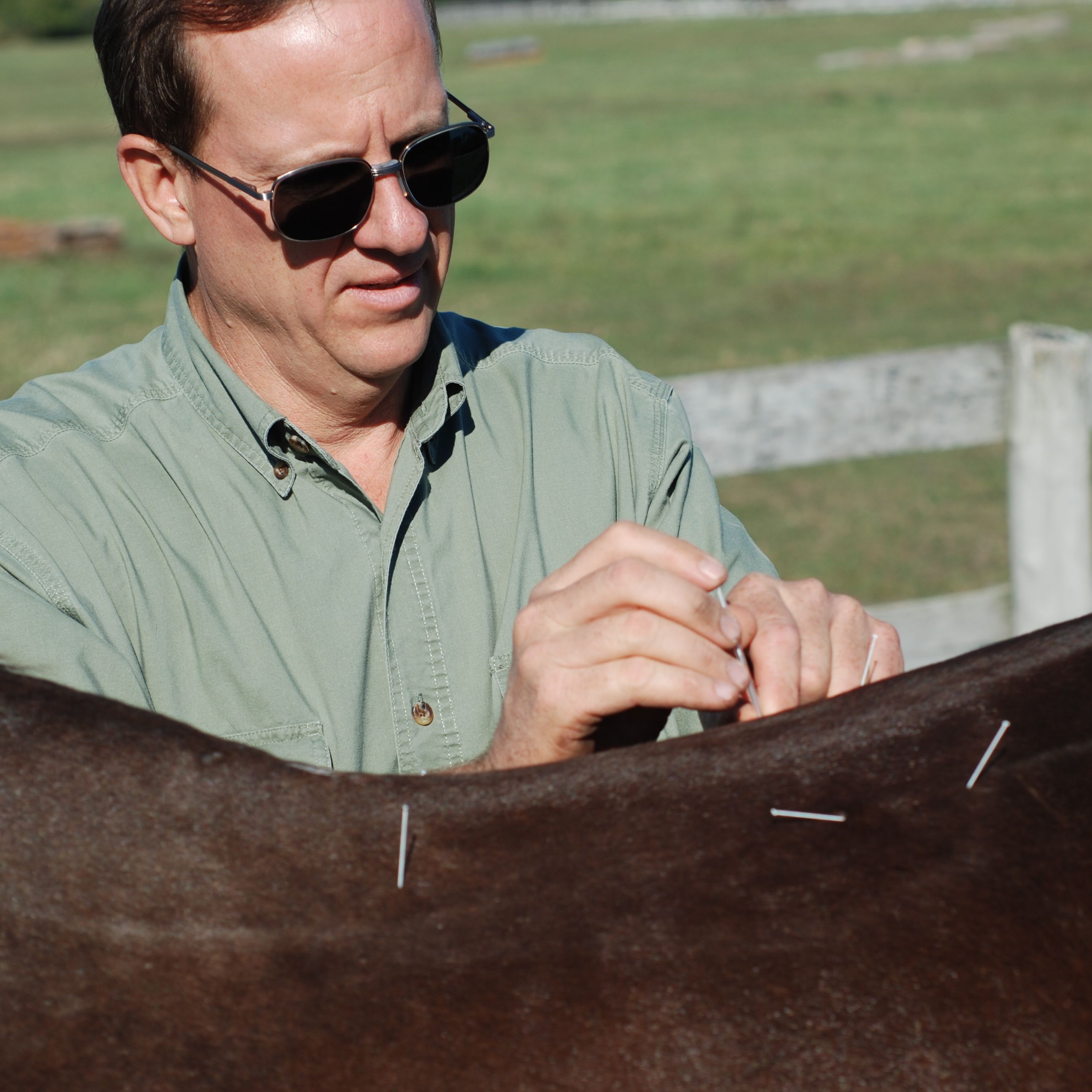 Horse Acupuncture in Raymore, Missouri