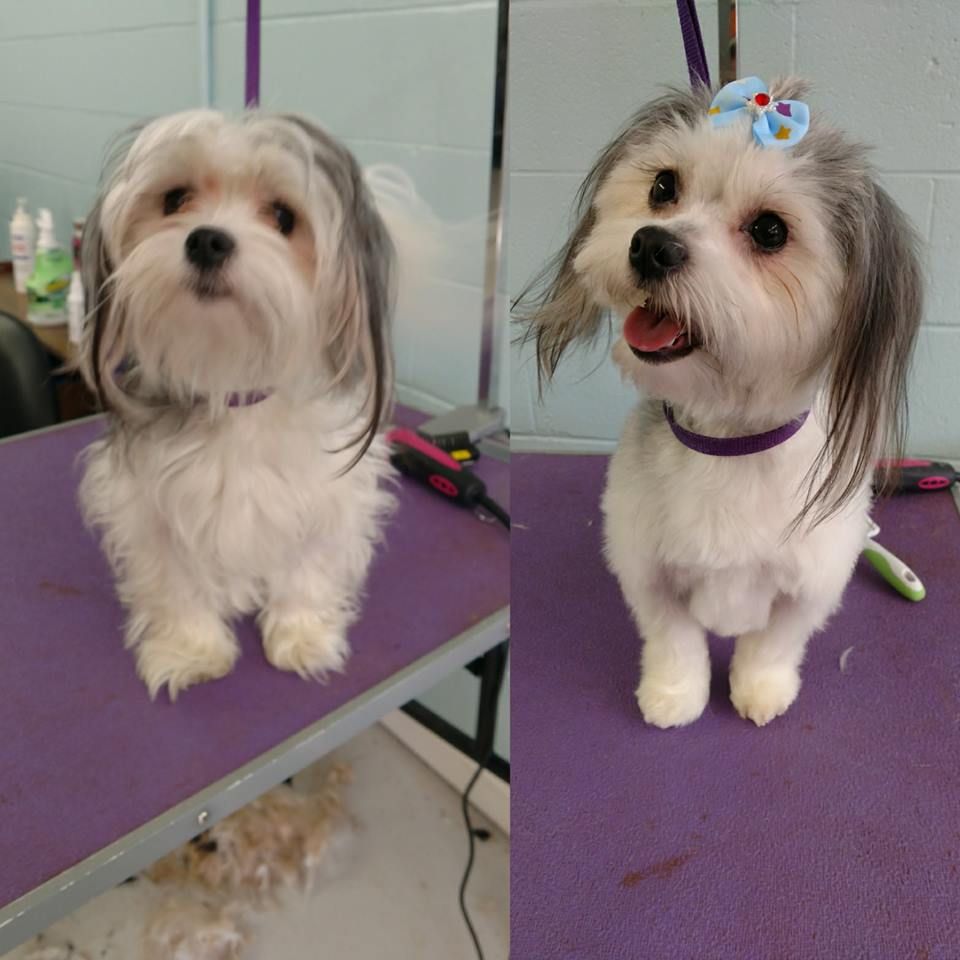 Dog Grooming in Rogersville, Tennessee