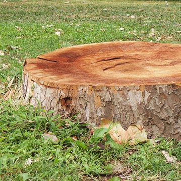 Stump Removal in St Charles, Illinois
