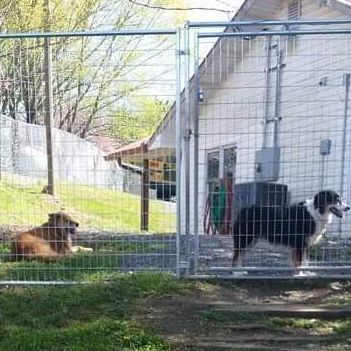 Pet Training in Fairmount, Georgia