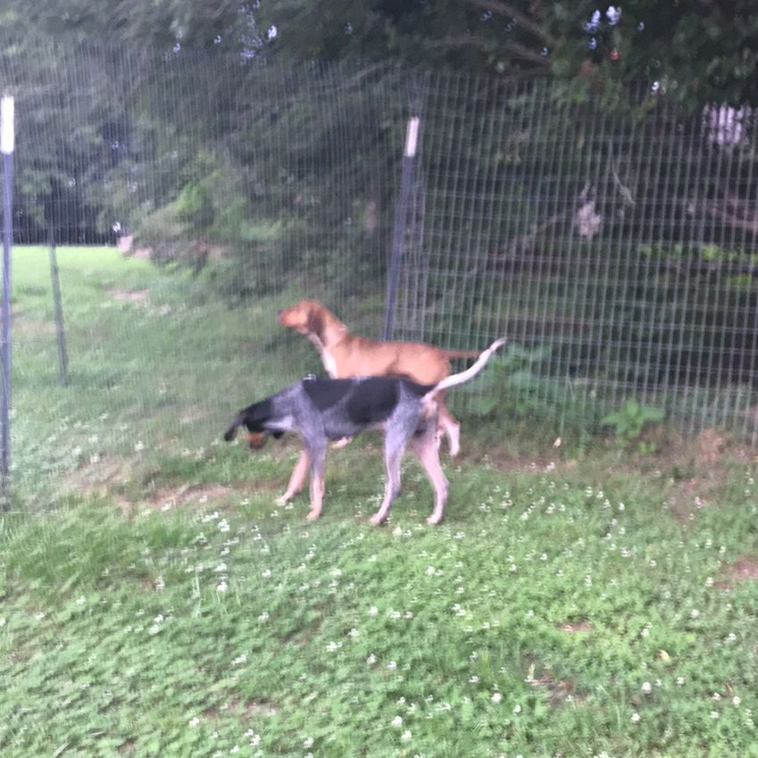 Dog Grooming Pick Up in Fairmount, Georgia