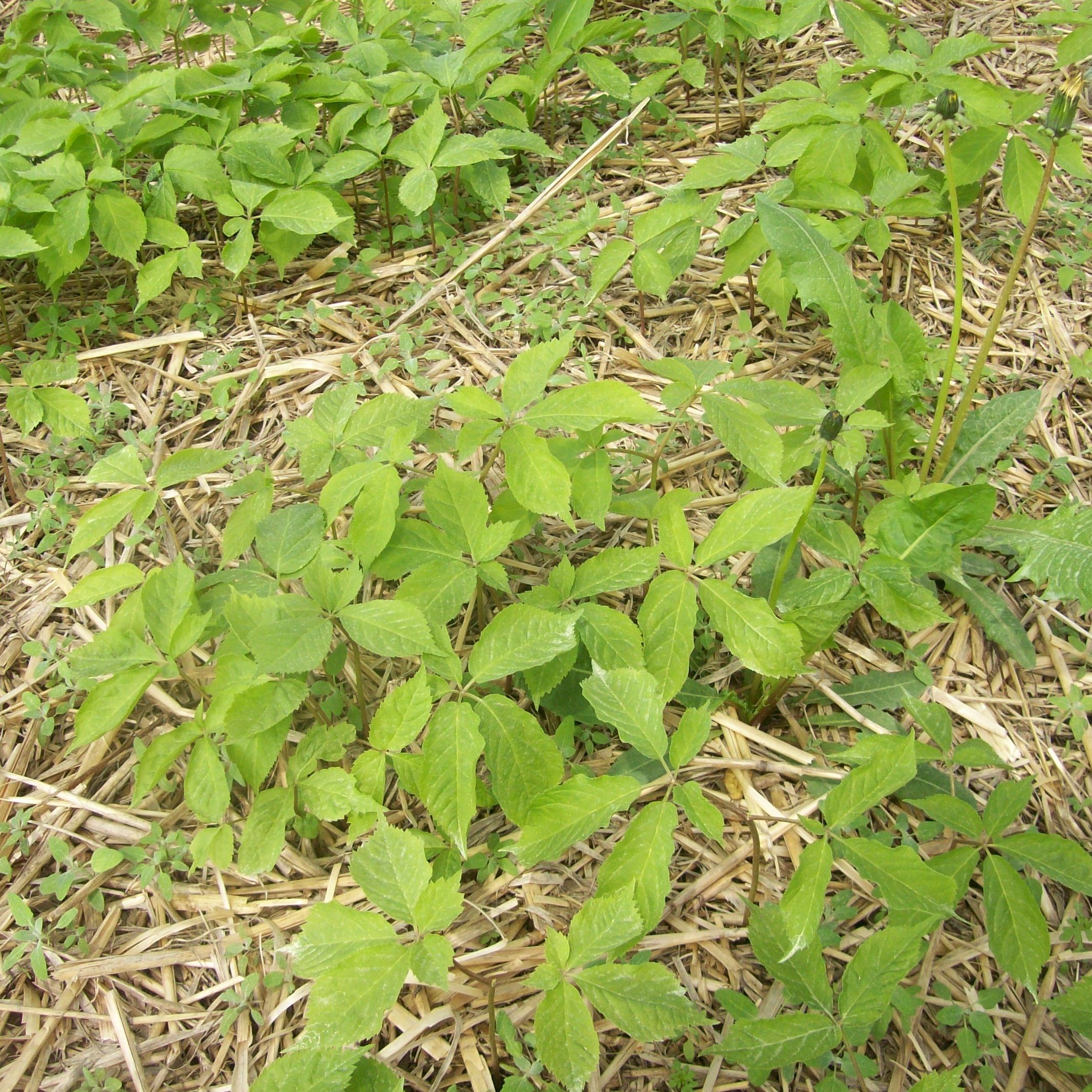 Ginseng Extract in Wausau, Wisconsin
