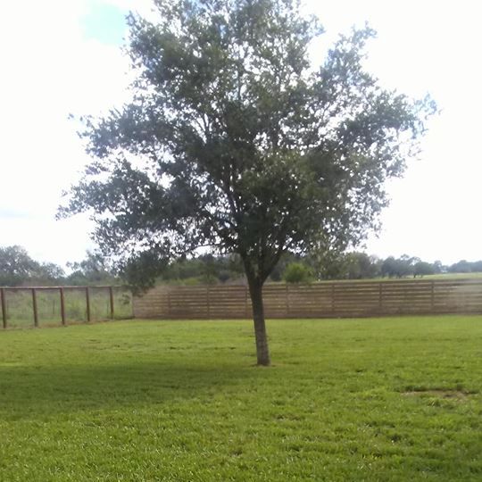 Tree Trimming in Alice, Texas