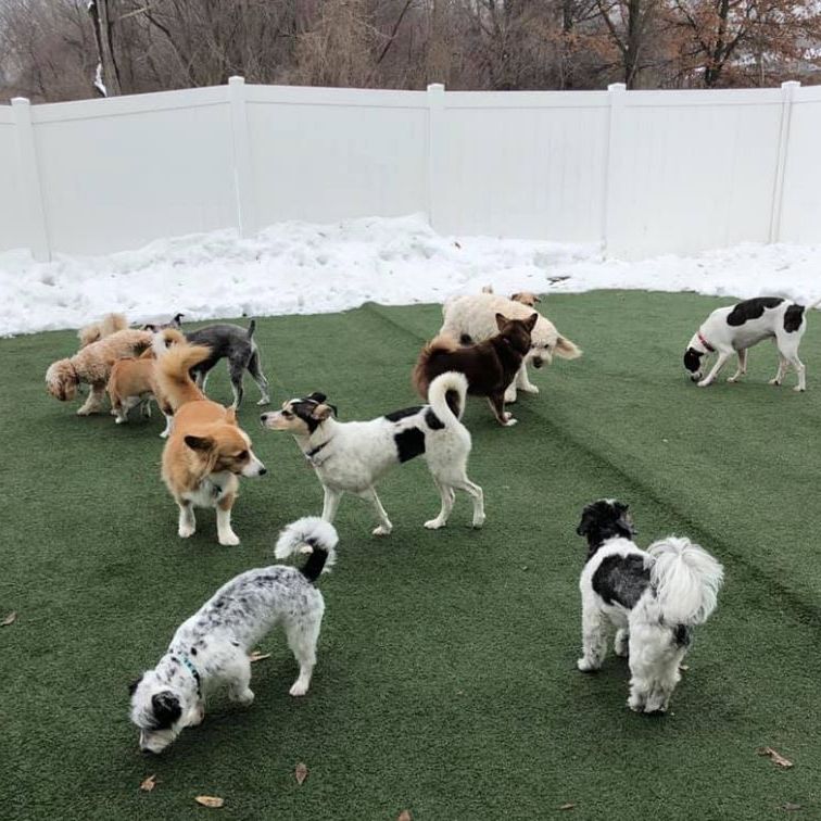 Doggie Day Care in O Fallon, Missouri