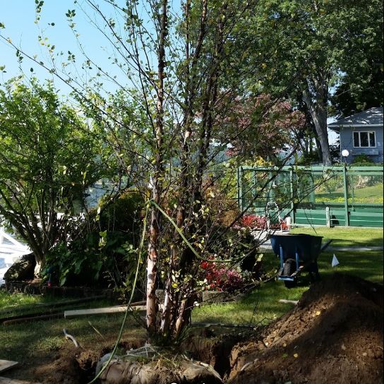 Residential Tree Trimming in New Fairfield, Connecticut