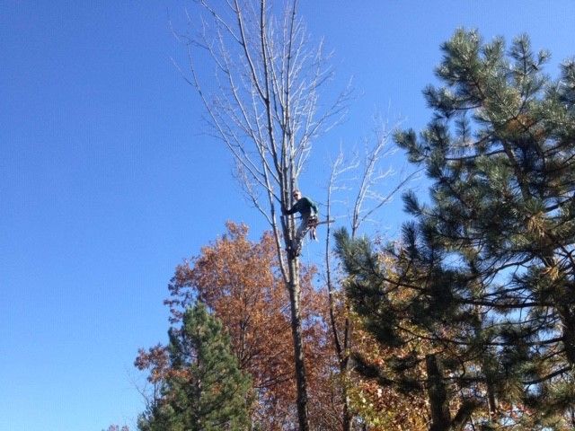 Residential Tree Service in Wheatfield, Indiana