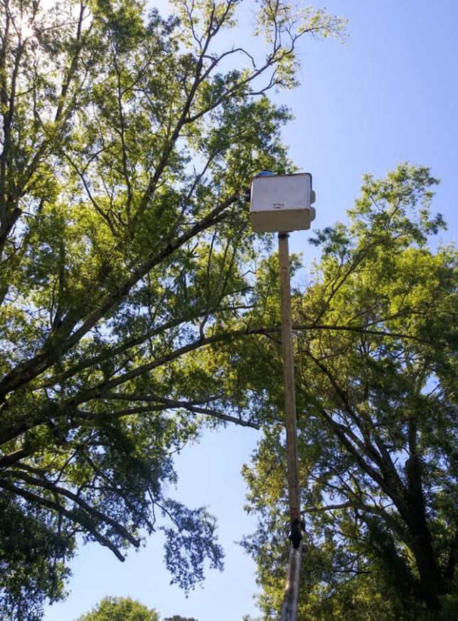 Professional Tree Service in Gadsden, Alabama