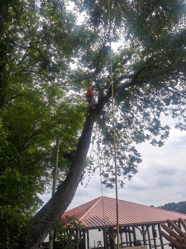 Tree Service in Gadsden, Alabama