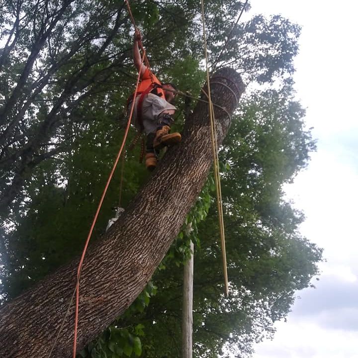 Tree Removal in Gadsden, Alabama