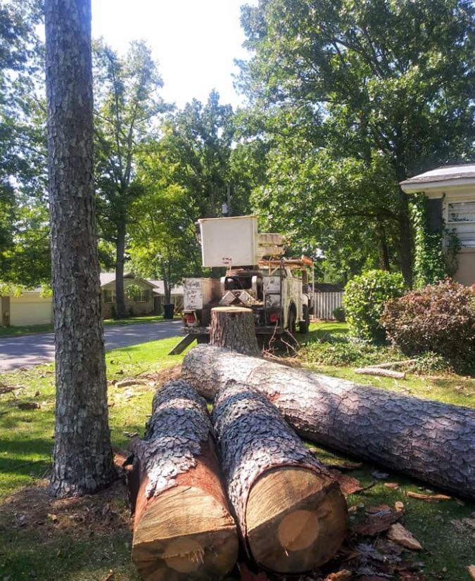 Emergency Tree Removal in Gadsden, Alabama