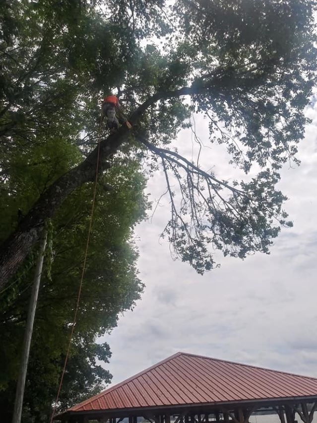 Insurance Tree Removal in Gadsden, Alabama