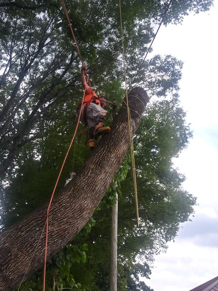 Commercial Tree Service in Gadsden, Alabama