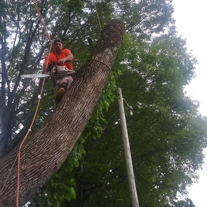 Residential Tree Service in Gadsden, Alabama