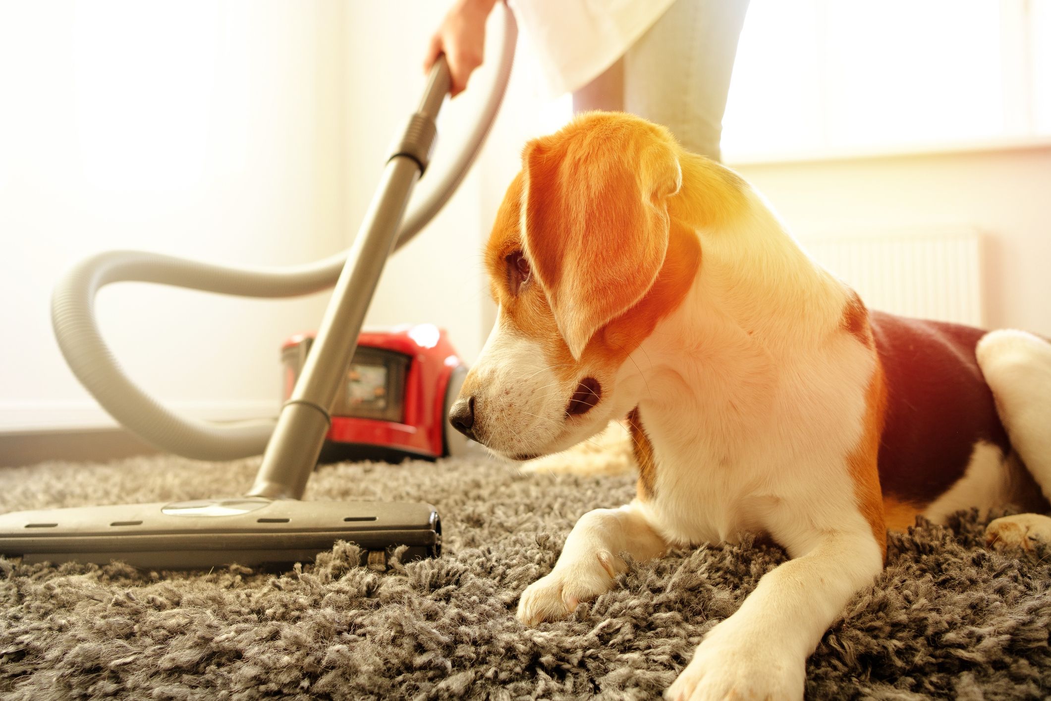 Commercial Carpet Cleaning in Blue Springs, Missouri