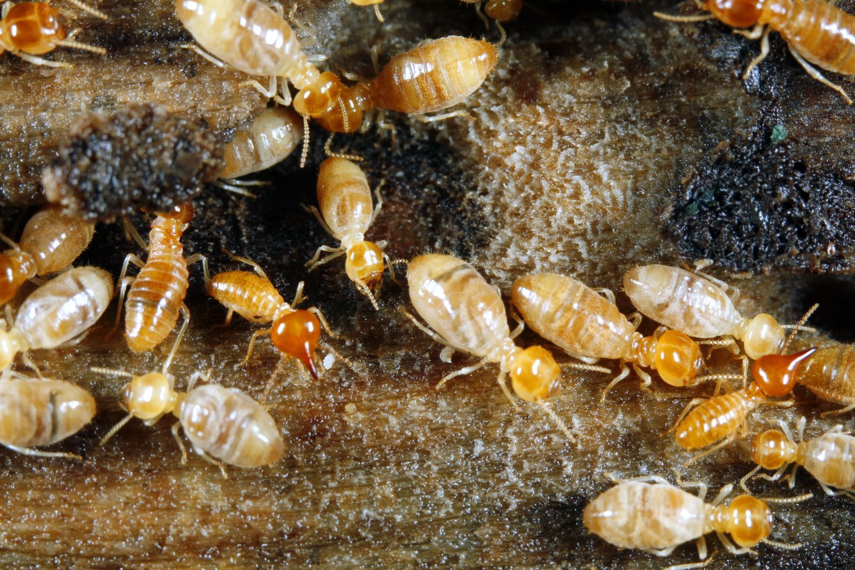 Termite Treatment in Shelbyville, Indiana