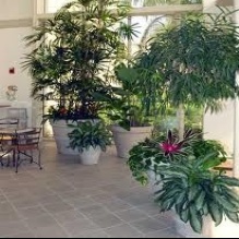 Interior Tropical Plants in Cathedral City, California