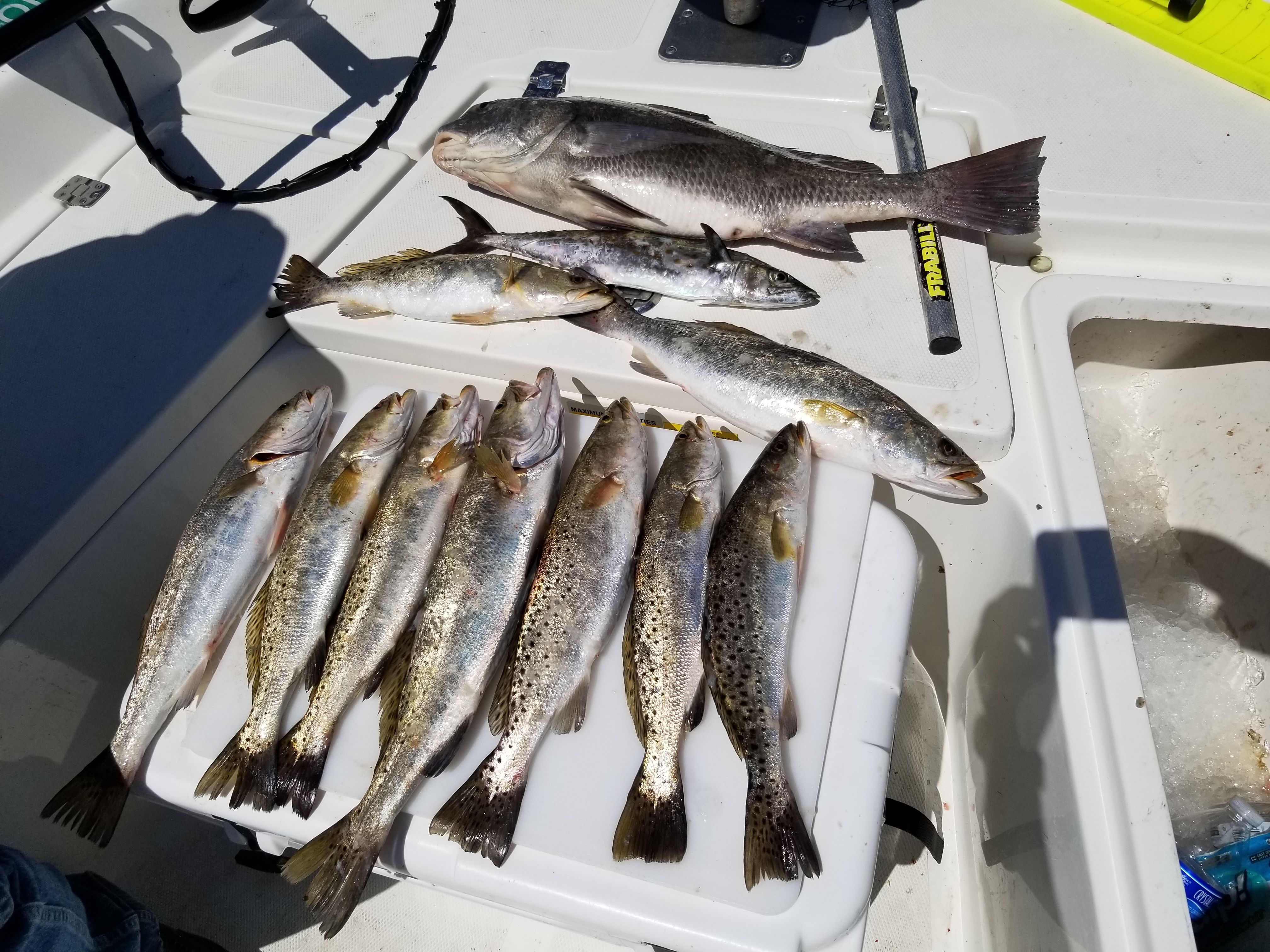 Fishing Charter in Cedar Key, Florida
