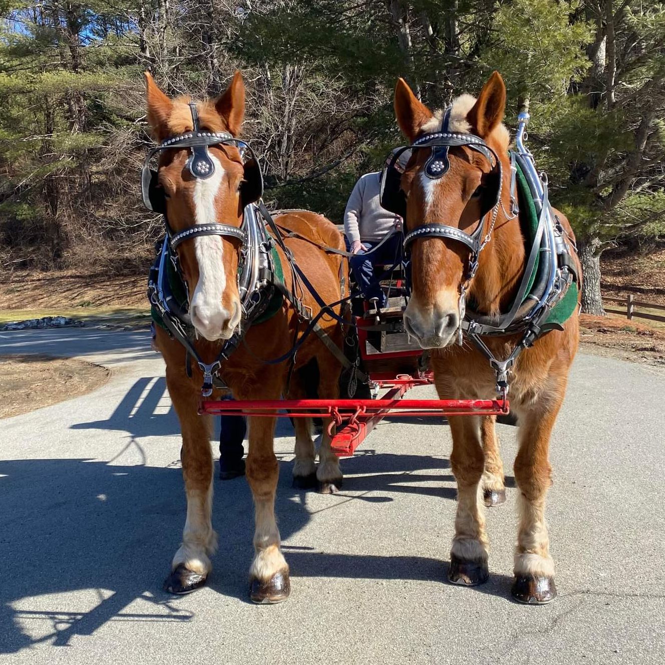 Carriage Rides in Ludlow, Massachusetts