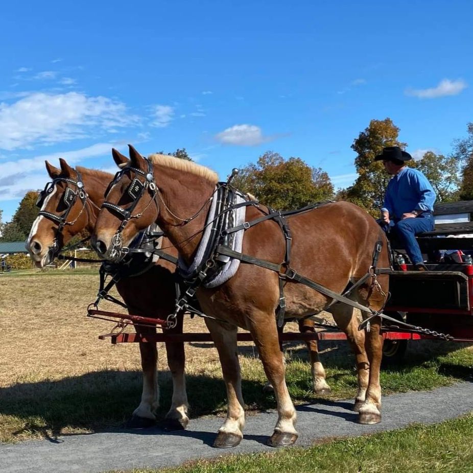 Carriage Rides in Ludlow, Massachusetts