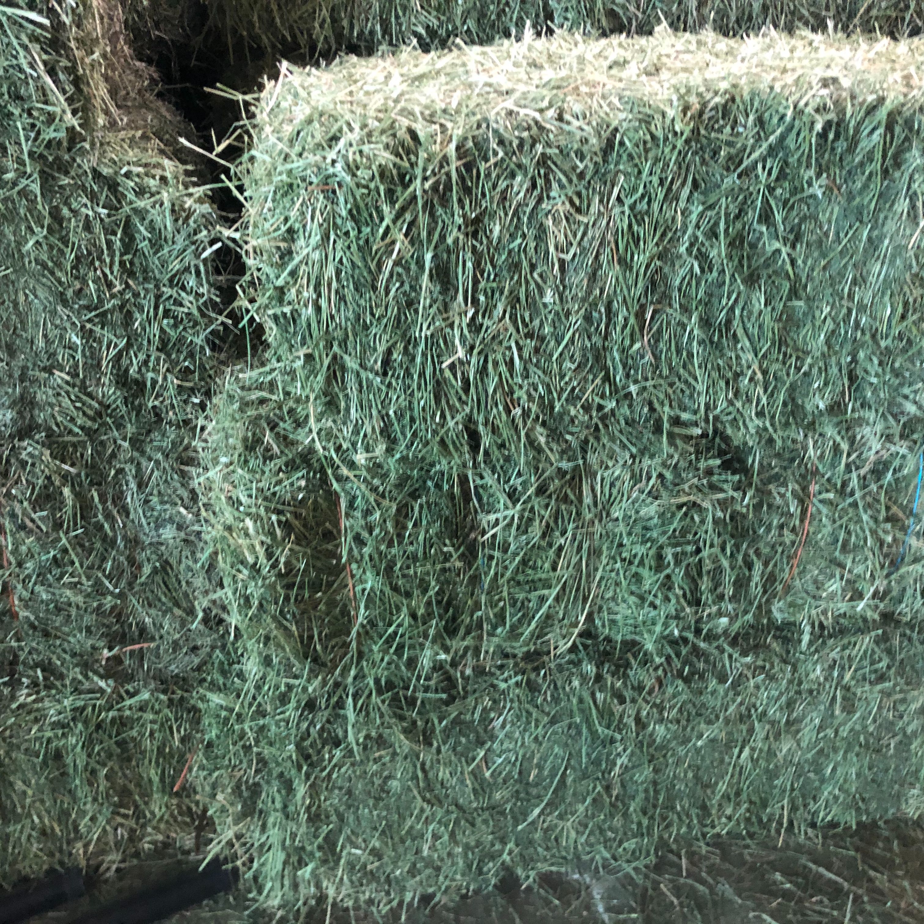Premium Hay in Micanopy, Florida