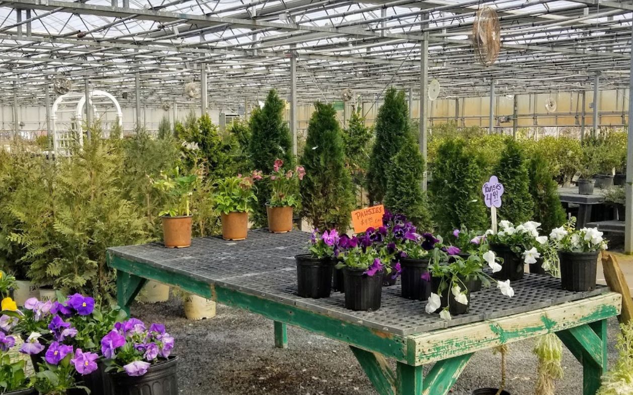 Trees and Shrubs in Winchester, Virginia