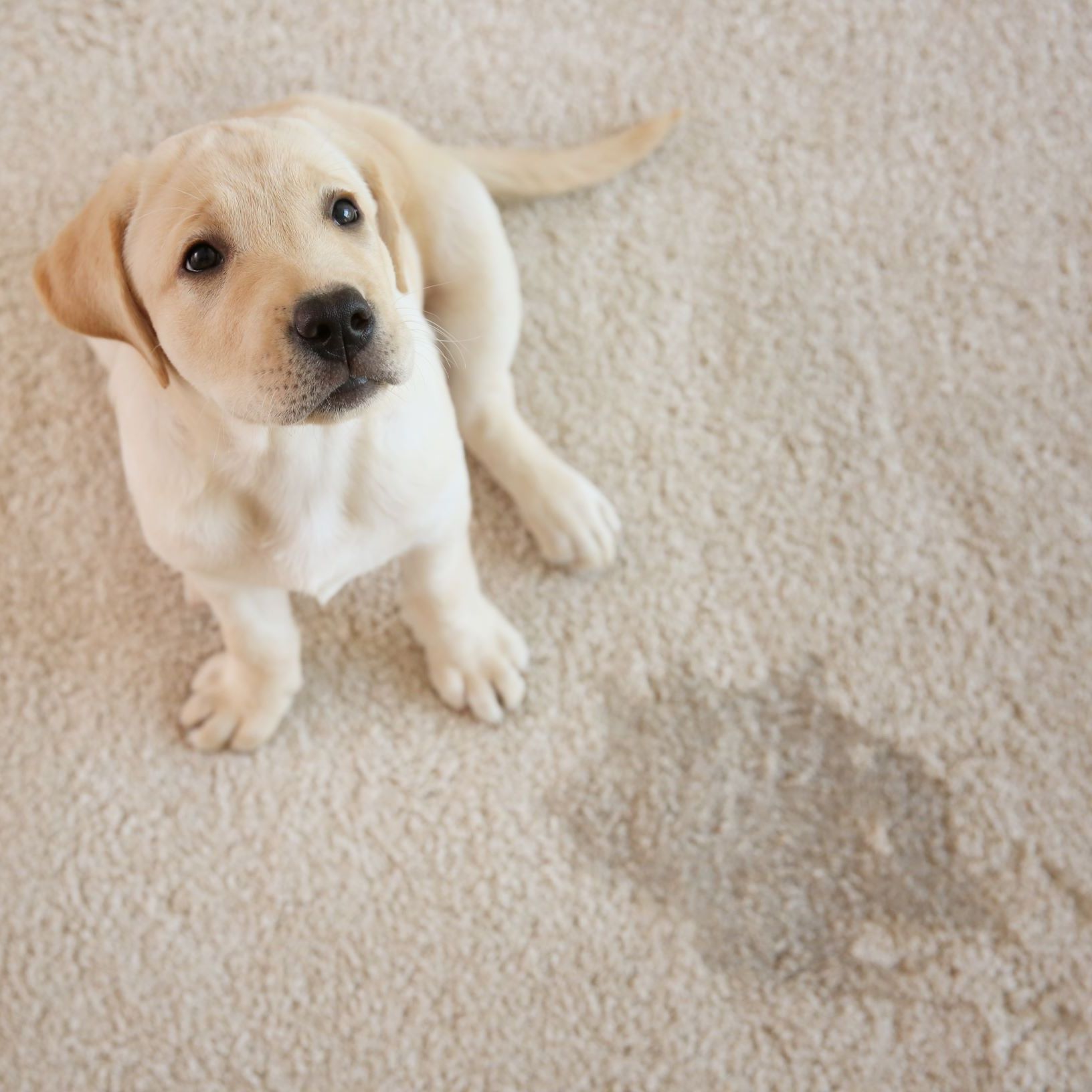 Commercial Carpet Cleaning in Norman, Oklahoma