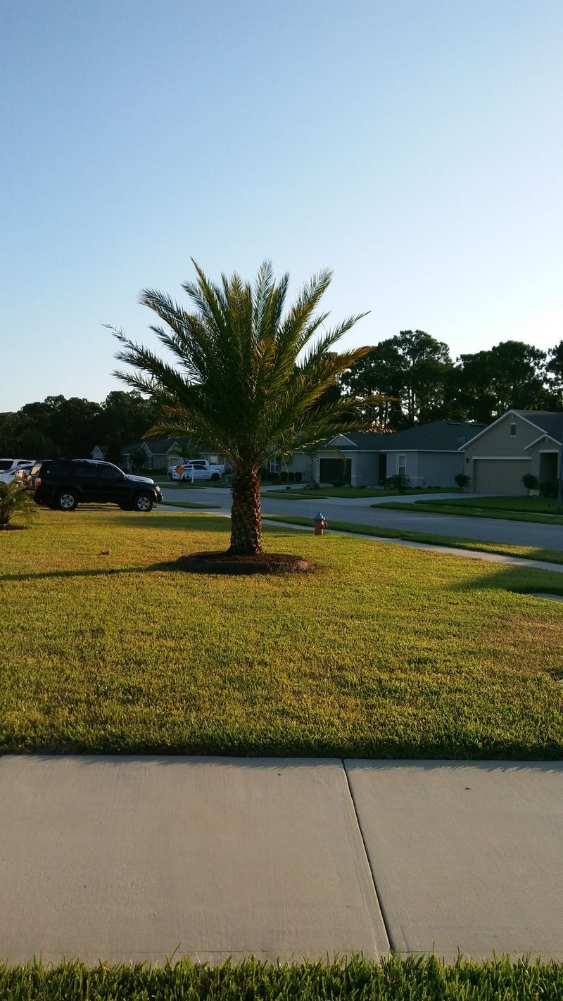 Palm Tree Installations in Edgewater, Florida
