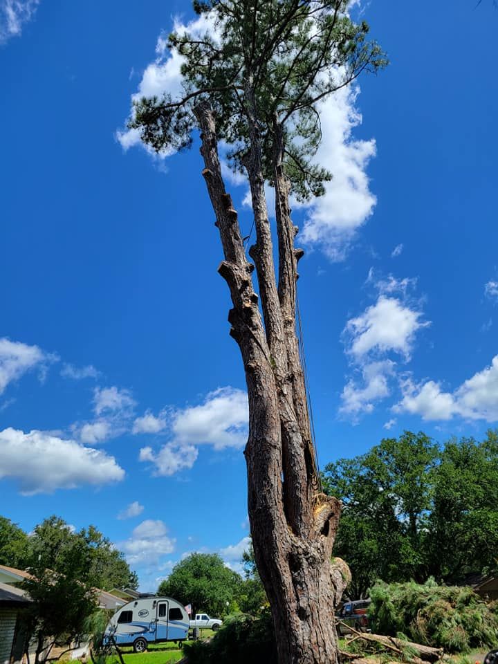 Tree Pruning in Overton, Texas