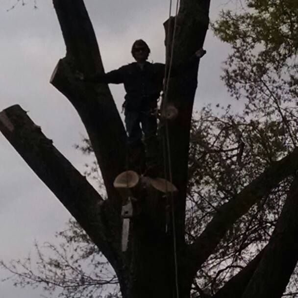 Tree Stump Removal in Overton, Texas