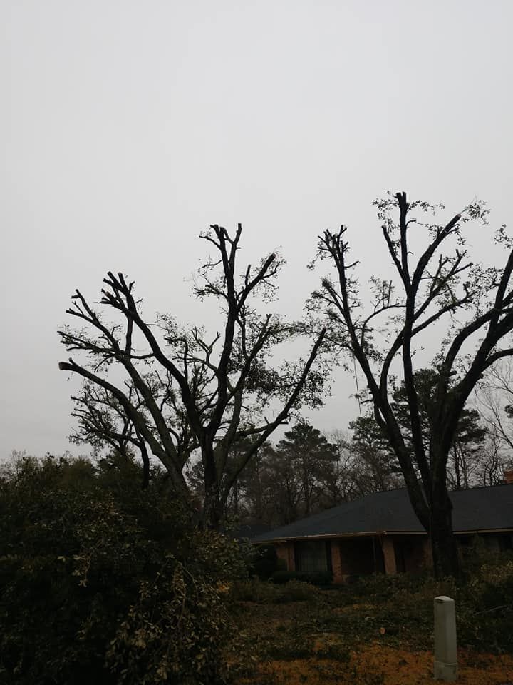Tree Trimming in Overton, Texas