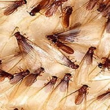 Bed Bugs in Souderton, Pennsylvania