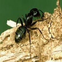 Termites in Souderton, Pennsylvania