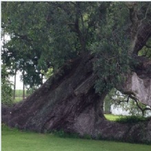 Tree Trimming in Houma, Louisiana