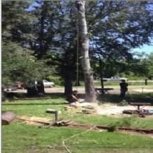 Tree Stump Removal in Houma, Louisiana