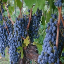 Wineries in Lower Lake, California