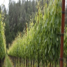 Wine Tours in Lower Lake, California