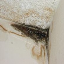 Mold Removal in Simi Valley, California