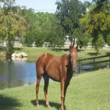 Equestrian in Sorrento, Florida