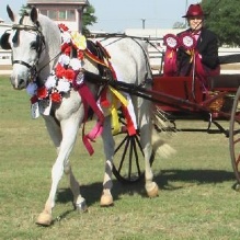 Horseback Riding Lesson in Sorrento, Florida