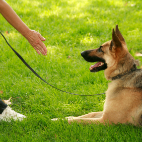 Dog Training in Charlotte, NC