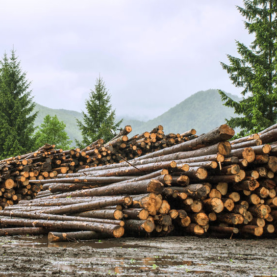 Logging Companies in Sparkman, AR