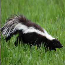 Pest Control in Brooklyn, NY