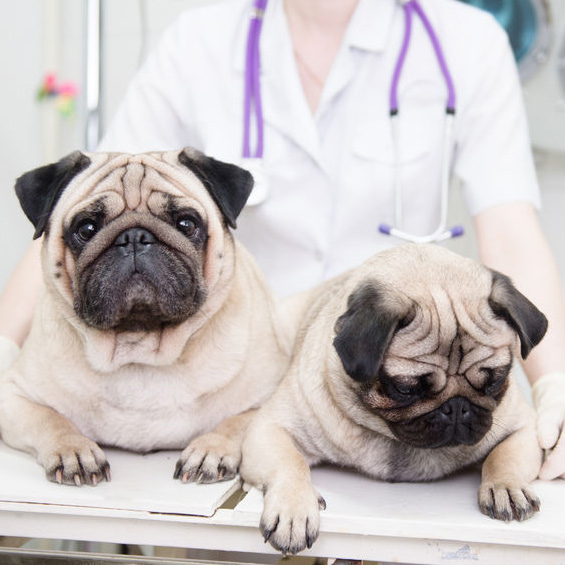 Veterinary Hospitals in Corona, CA