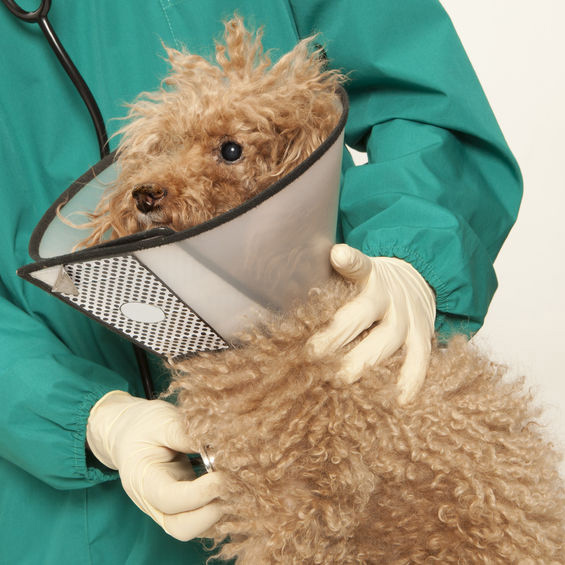 Veterinary Hospitals in Brooklyn, NY
