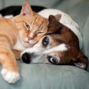 Pet Supply in Castleton, Vermont