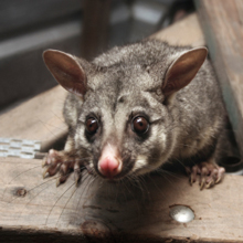 Rodent Control in Fremont, California