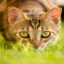 Cat Grooming in Dorr, Michigan